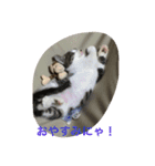 うちの4にゃんず（個別スタンプ：3）