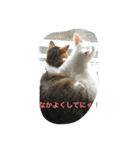 うちの4にゃんず（個別スタンプ：5）