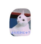 うちの4にゃんず（個別スタンプ：8）
