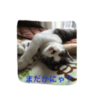 うちの4にゃんず（個別スタンプ：10）