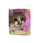 うちの4にゃんず（個別スタンプ：11）
