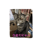 うちの4にゃんず（個別スタンプ：13）