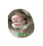 うちの4にゃんず（個別スタンプ：16）