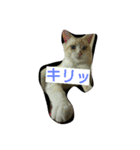 マシュマロ・テト・ぼんちゃん日和（個別スタンプ：1）