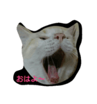マシュマロ・テト・ぼんちゃん日和（個別スタンプ：5）