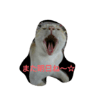 マシュマロ・テト・ぼんちゃん日和（個別スタンプ：10）