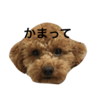 あざといぷー part2（個別スタンプ：5）