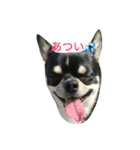愛犬チワワとハムスター鳥（個別スタンプ：1）