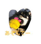 愛犬チワワとハムスター鳥（個別スタンプ：5）