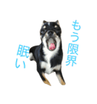 愛犬チワワとハムスター鳥（個別スタンプ：7）