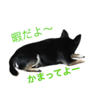 愛犬チワワとハムスター鳥（個別スタンプ：8）