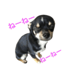 愛犬チワワとハムスター鳥（個別スタンプ：11）