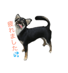愛犬チワワとハムスター鳥（個別スタンプ：12）
