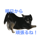 愛犬チワワとハムスター鳥（個別スタンプ：15）