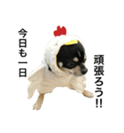 愛犬チワワとハムスター鳥（個別スタンプ：17）
