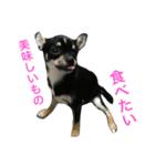 愛犬チワワとハムスター鳥（個別スタンプ：18）