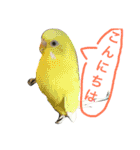 愛犬チワワとハムスター鳥（個別スタンプ：19）