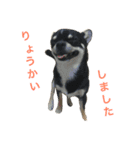 愛犬チワワとハムスター鳥（個別スタンプ：20）