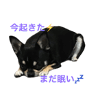 愛犬チワワとハムスター鳥（個別スタンプ：21）