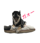 愛犬チワワとハムスター鳥（個別スタンプ：23）