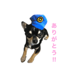 愛犬チワワとハムスター鳥（個別スタンプ：26）