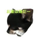 愛犬チワワとハムスター鳥（個別スタンプ：28）