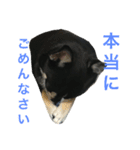 愛犬チワワとハムスター鳥（個別スタンプ：30）