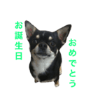 愛犬チワワとハムスター鳥（個別スタンプ：31）