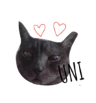 pretty cat unichan（個別スタンプ：1）