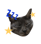 pretty cat unichan（個別スタンプ：2）