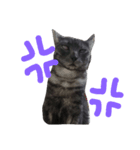 pretty cat unichan（個別スタンプ：5）