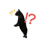 pretty cat unichan（個別スタンプ：7）
