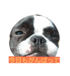 Realdogs わが家の可愛いもふもふず（個別スタンプ：1）