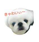 Realdogs わが家の可愛いもふもふず（個別スタンプ：2）