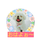 Realdogs わが家の可愛いもふもふず（個別スタンプ：4）