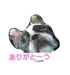 Realdogs わが家の可愛いもふもふず（個別スタンプ：7）