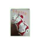 merry  Christmas（個別スタンプ：5）