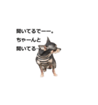 three brothers dog part 3（個別スタンプ：1）