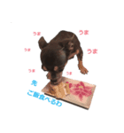 three brothers dog part 3（個別スタンプ：3）
