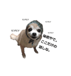 three brothers dog part 3（個別スタンプ：4）