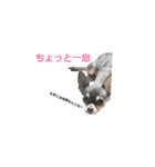 three brothers dog part 3（個別スタンプ：7）