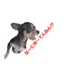 three brothers dog part 3（個別スタンプ：8）