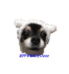 three brothers dog part 3（個別スタンプ：9）