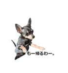 three brothers dog part 3（個別スタンプ：10）