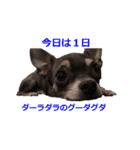 three brothers dog part 3（個別スタンプ：11）