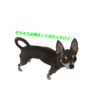 three brothers dog part 3（個別スタンプ：13）