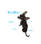 three brothers dog part 3（個別スタンプ：15）
