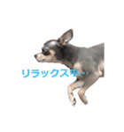 three brothers dog part 3（個別スタンプ：16）