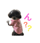 トイプードルシルバー♡bebe♡（個別スタンプ：3）