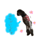 トイプードルシルバー♡bebe♡（個別スタンプ：4）